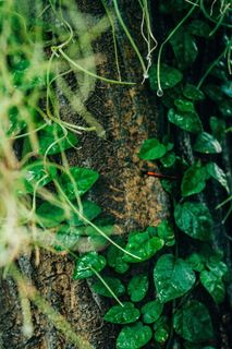 植物，罐子，花瓶，陶器，树，盆栽植物，叶子，花盆