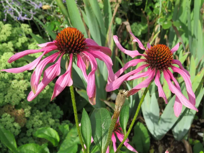紫锥菊，花朵，紫色，花园，凤仙花，粉色，开花植物，花朵