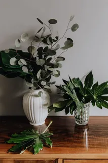 阿拉利亚叶 阿拉利亚叶