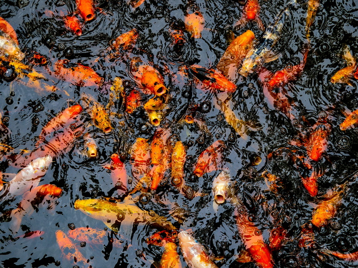 水体上的锦鲤鱼群