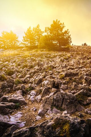 树木附近的黑色岩层