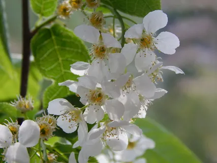 鸟樱花树,花,绿叶,开花,微距摄影,枝叶,白花,微距 鸟樱花树,花,绿叶,开花,微距摄影,枝叶,白花,微距