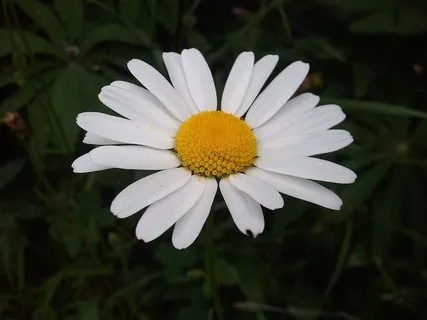 玛格丽特,自然,花园,花朵,开花植物,脆弱,脆弱,花瓣 玛格丽特,自然,花园,花朵,开花植物,脆弱,脆弱,花瓣