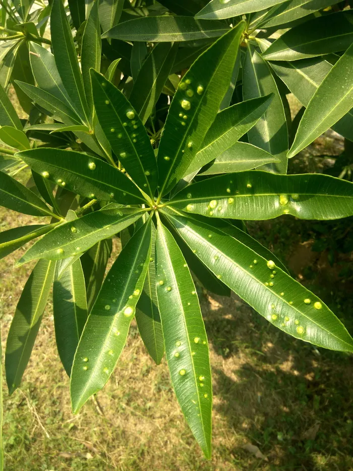 植物, 叶子, 绿色, 感染, 植物部分, 增长, 绿色