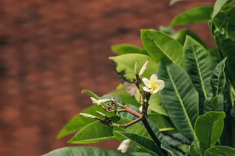 一种被叶子包围的精致的鸡蛋花 一种被叶子包围的精致的鸡蛋花