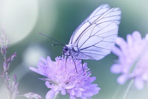 白色,蝴蝶,紫色,花瓣花,白色蝴蝶,昆虫,动物,花 白色,蝴蝶,紫色,花瓣花,白色蝴蝶,昆虫,动物,花