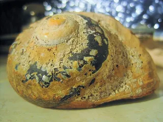 贝壳、海、鹦鹉螺、海洋、海洋、水生、螺旋形、纹理