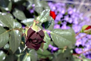 玫瑰，植物，野生，花，自然，花，花瓣，粉色