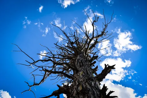 在美国,乔治湖,11英里的州立公园,扭曲的天空,云彩,蓝色,一棵树 在美国,乔治湖,11英里的州立公园,扭曲的天空,云彩,蓝色,一棵树