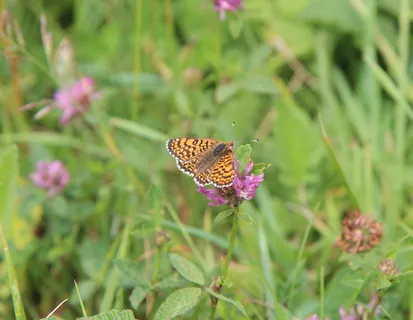 蝴蝶，橙蝶，自然，昆虫，动物群，花，开花植物，植物