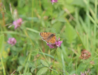 蝴蝶，橙蝶，自然，昆虫，动物群，花，开花植物，植物