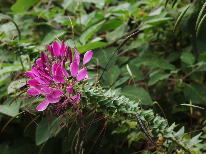 木材、树木、植物、花朵、雌蕊、外科手术、大自然、大自然