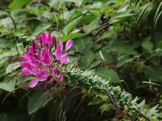 木材、树木、植物、花朵、雌蕊、外科手术、大自然、大自然