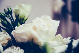 花，花瓣，花束，玫瑰，花朵，花朵，植物，花朵