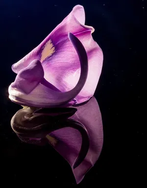 花朵，花朵，野花，花朵，紫色，紫色，接近，黑色背景