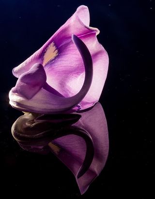 花朵，花朵，野花，花朵，紫色，紫色，接近，黑色背景