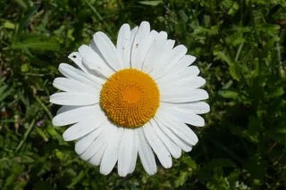 玛格丽特，花，特写，野花，开花植物，植物，脆弱，新鲜