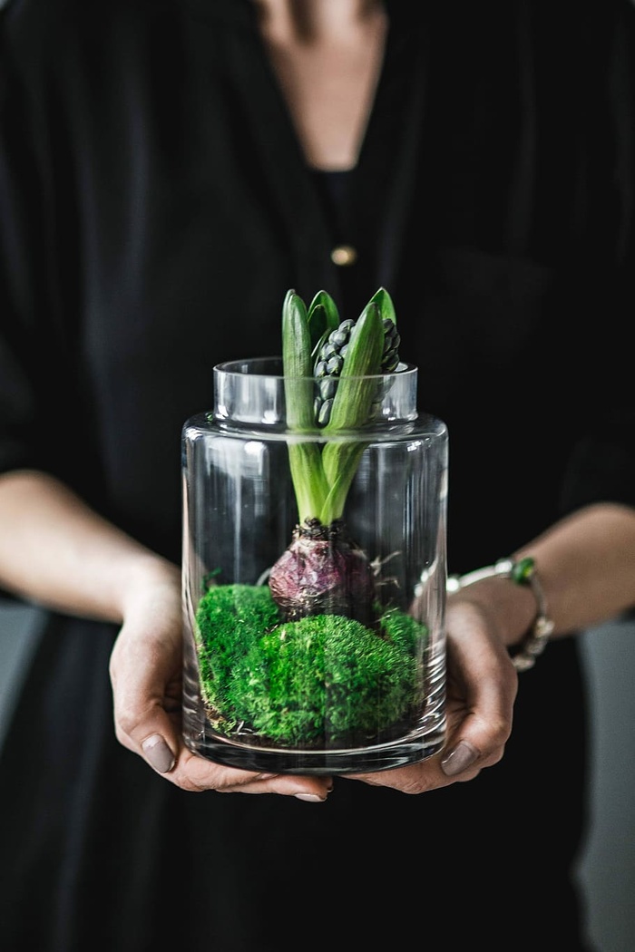 绿色盆栽植物特写