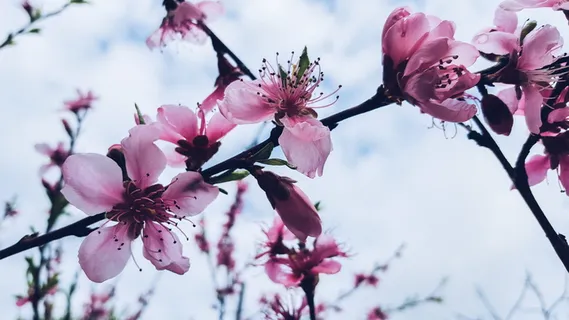 芳香,芳香,开花,开花,开花,植物学,特写,颜色 芳香,芳香,开花,开花,开花,植物学,特写,颜色
