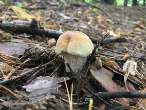 蘑菇，栗子牛肝菌，牛肝菌，森林，森林的果实，秋天，收集，收集