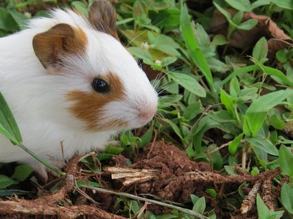 印度小猪银行，老鼠，仓鼠，动物，啮齿动物，老鼠，生物，小