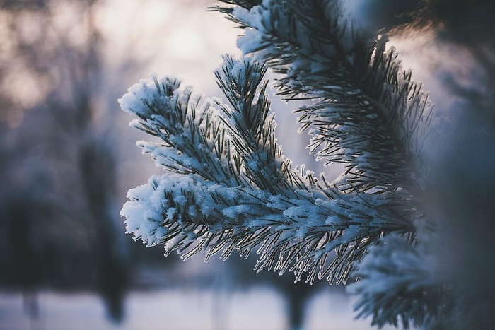 选择性，聚焦摄影，雪，涂层，树，叶子，绿色，叶子