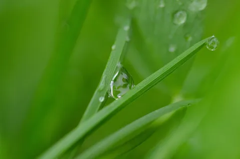 绿色,露水,水,几乎,滴,湿,叶子,绿色 绿色,露水,水,几乎,滴,湿,叶子,绿色