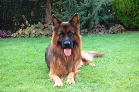 德国牧羊犬,朋友,狗,长毛,草,谎言,语言,哺乳动物 德国牧羊犬,朋友,狗,长毛,草,谎言,语言,哺乳动物