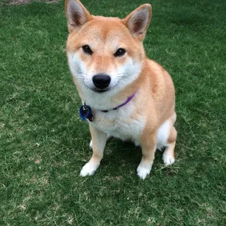 成年shiba-inu、Siting、grass、shiba-inu、dog、doge meme、spitz品种、日语
