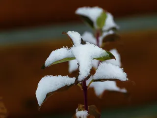 植物，叶子，雪，冬天，冬天，自然，自然，户外