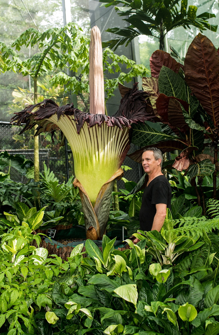 澳大利亚，凯恩斯植物园，edge hill，titan arum，titan arum lily，凯恩斯，花卉，花园