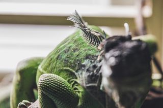 动物主题, 动物, 野生动物, 一种动物, 野生动物, 特写, 专注于前景, 爬行动物