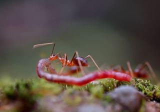 昆虫，自然，紧凑，无脊椎动物，害虫，野生，选择性聚焦，野生动物