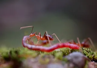 昆虫，自然，紧凑，无脊椎动物，害虫，野生，选择性聚焦，野生动物