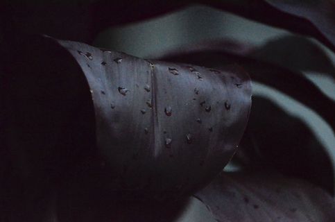 晨露、紫色、树叶、树叶、深色、水、水滴、植物