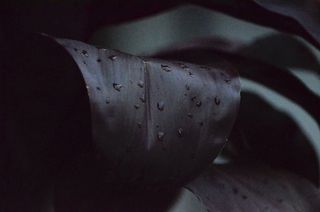 晨露、紫色、树叶、树叶、深色、水、水滴、植物