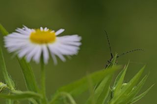 天线，插入式，隐藏式，宏，自然，开花植物，花，植物