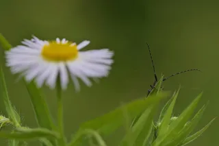天线，插入式，隐藏式，宏，自然，开花植物，花，植物