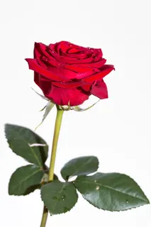 红玫瑰,玫瑰,植物,花,自然,女人,美丽,美丽 红玫瑰,玫瑰,植物,花,自然,女人,美丽,美丽