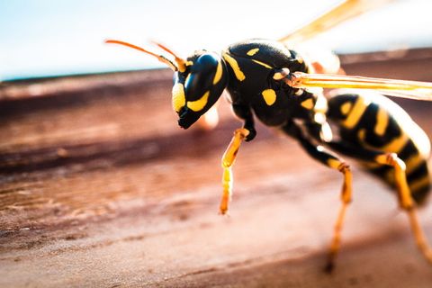 比利时，图尔奈，翅膀，眼睛，野性，野性，飞行，微小