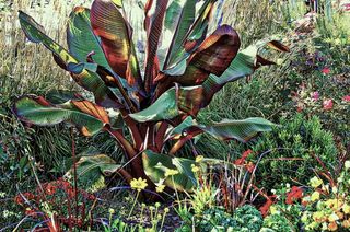 植物，生长，绿色，自然，无人，自然之美，田野，土地