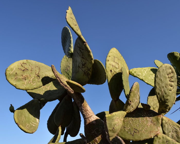 刺梨，植物，仙人掌，植被，信息，地中海，塞浦路斯，天空