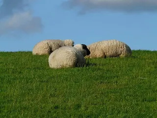 羊群，绵羊，群体，羊群，关心，休息，放松，舒适