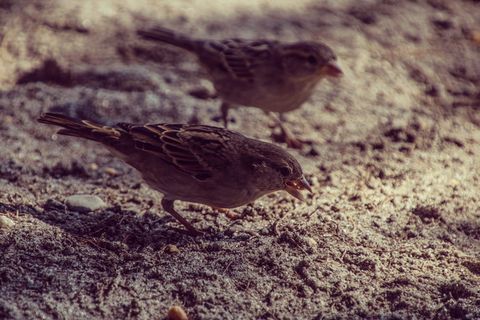 希腊，kos，动物，眼睛，食物，鸟，沙子，海滩