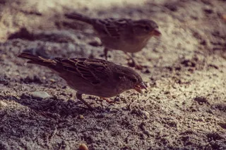 希腊，kos，动物，眼睛，食物，鸟，沙子，海滩
