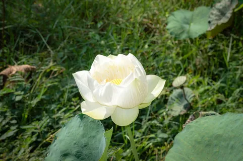 花,莲花,自然,夏天,绿色,植物,花朵,亚洲 花,莲花,自然,夏天,绿色,植物,花朵,亚洲
