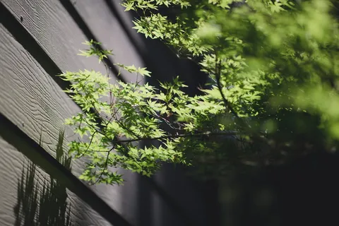 灰色栅栏旁绿叶植物 灰色栅栏旁绿叶植物