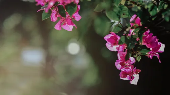 粉红三角梅花的选择性聚焦摄影 粉红三角梅花的选择性聚焦摄影