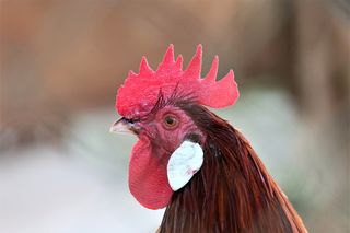 公鸡，雄性，头，彩色，红色，白色，家养，农场