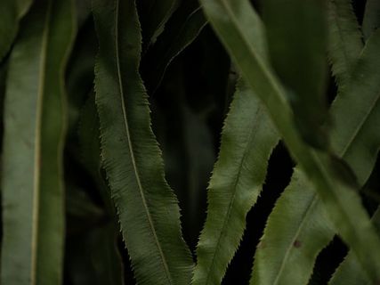 叶子，心情，植物学，自然，生长，植物部分，植物，绿色